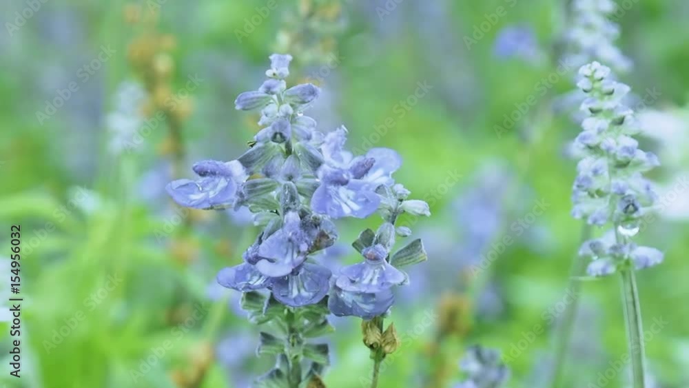 Lavender flower field, fresh purple aromatic wildflower, macro with soft focus for natural background. Lavender flower field, fresh purple aromatic wildflower, macro with soft focus for natural background.
