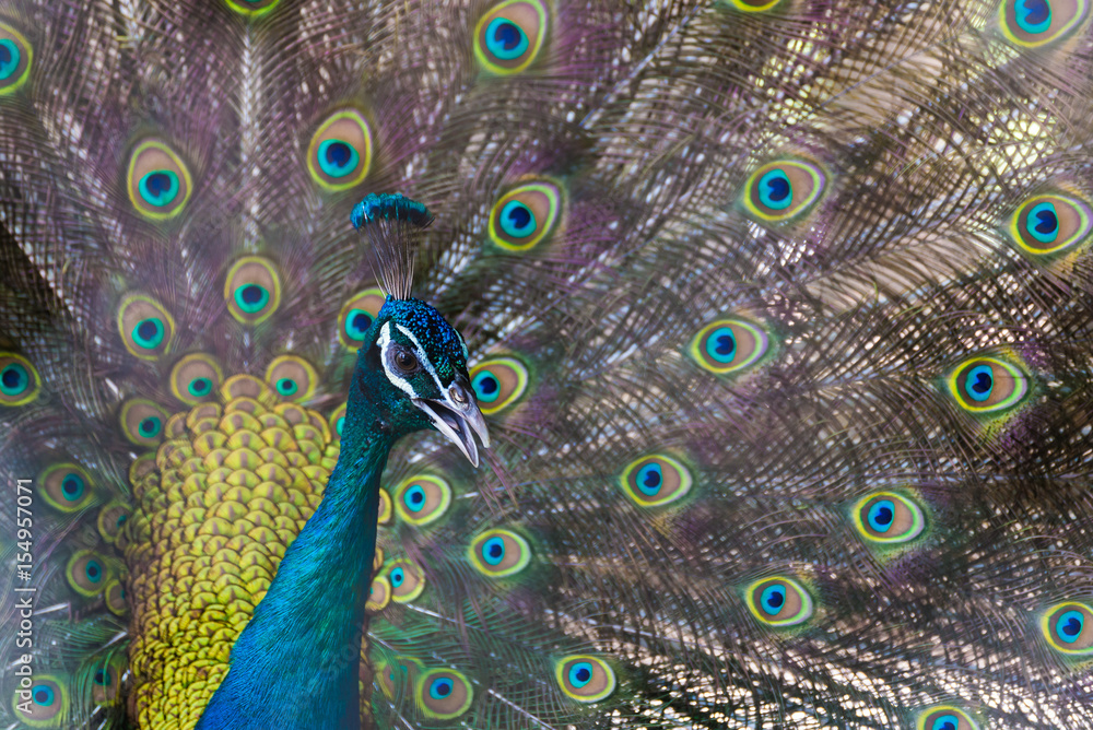 Obraz premium A beautiful male peacock with expanded feather, animal background.