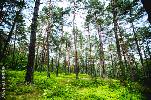 Sunshine forest trees. Peaceful outdoor scene - wild woods nature.