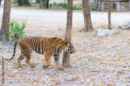 Portrait of a Bengal tiger  Panthera tigris bengalensis . Wildlife animal.