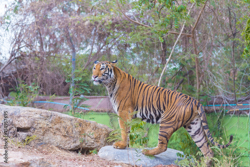 Portrait of a Bengal tiger  Panthera tigris bengalensis . Wildlife animal.