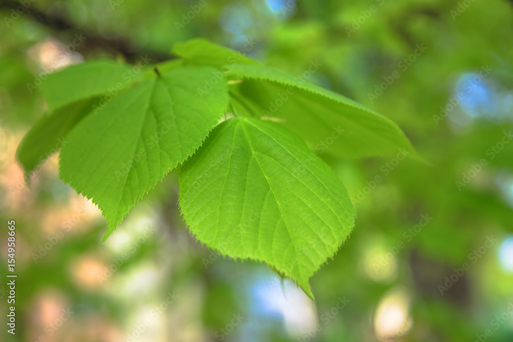 young Linden leaves