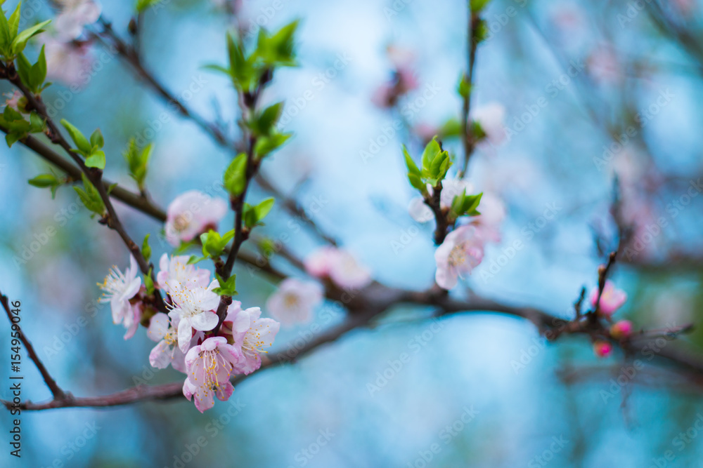 Obraz premium Spring, the month of may, the flowering, the awakening of nature. Cherry branch with pink and white flowers. A beautiful, delicate cherry blossoms. 