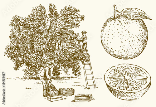 Farmer harvesting oranges in an orange tree field. Hand drawn vector illustration.