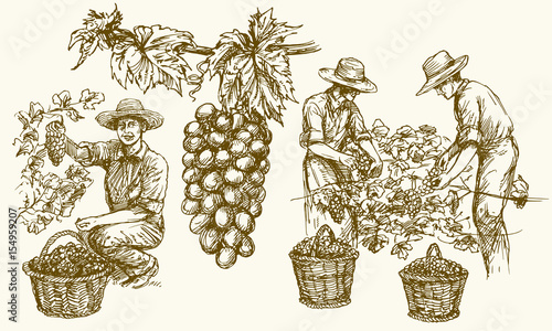 Worker cutting grapes from vines. Hand drawn illustration.