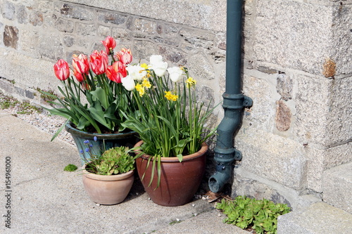 Colorful tulips growing in ceramic and earthenware pots next to the rainwater downpipe on a traditional stone house © Gary Perkin