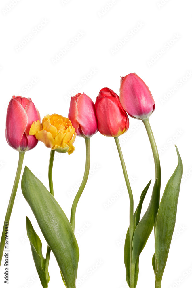 Row of beautiful colorful tulip isolated on a white background Row of beautiful colorful tulip isolated on a white background