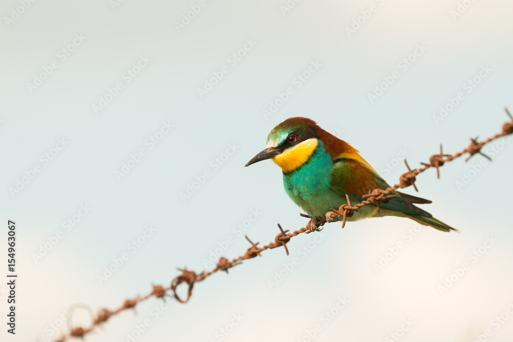 Beautiful bee-eater Beautiful bee-eater