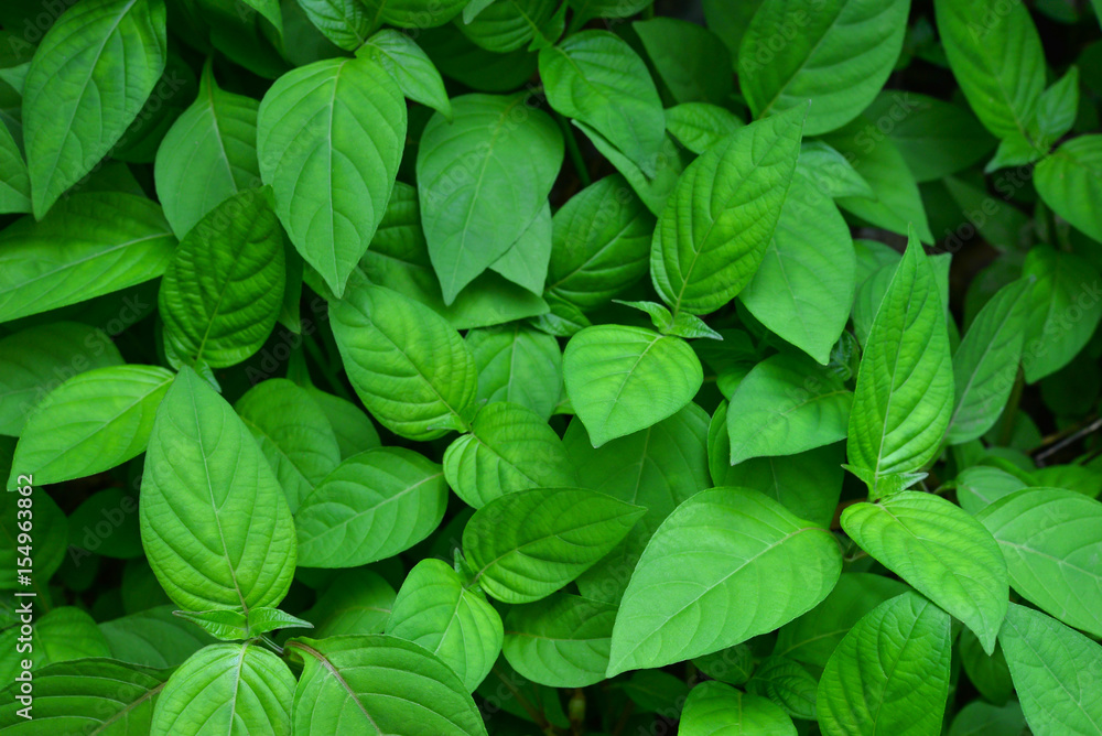green leaf for abstract or background green leaf for abstract or background