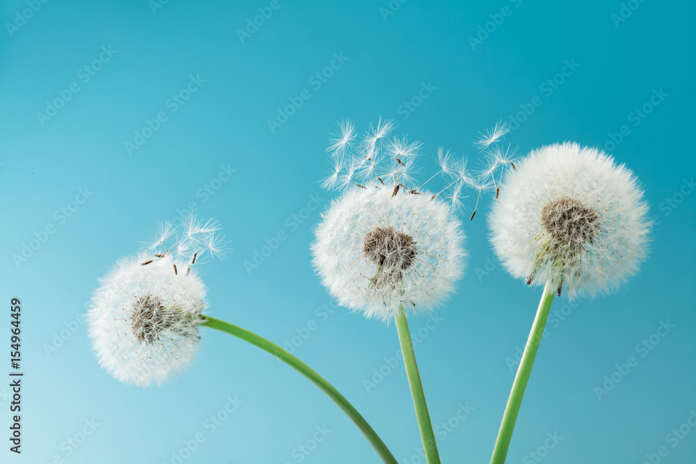 Fototapeta premium Piękne kwiaty mniszka lekarskiego z latającymi piórami na turkusowym tle.
