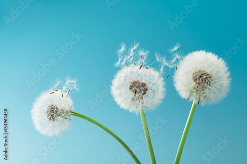 Beautiful dandelion flowers with flying feathers on turquoise background.