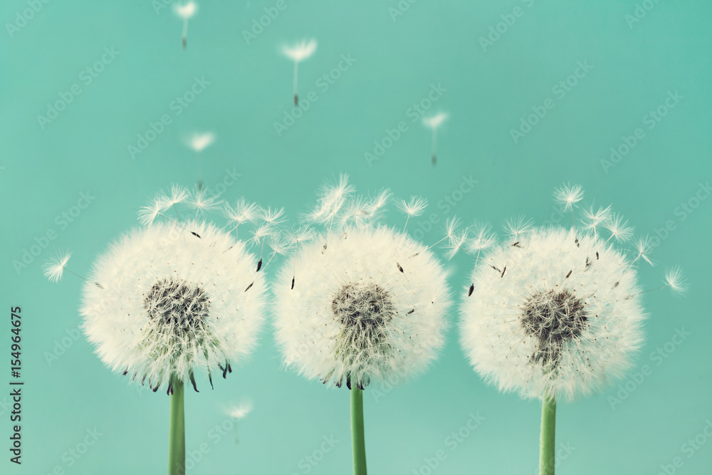 Obraz premium Trzy piękne kwiaty mniszka lekarskiego z latające pióra na turkusowym tle.