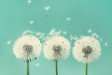 Three beautiful dandelion flowers with flying feathers on turquoise background.