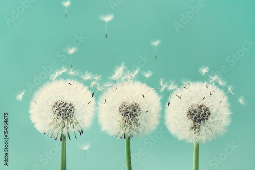 Three beautiful dandelion flowers with flying feathers on turquoise background.