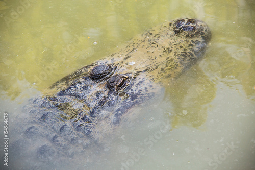 Crocodile in Hamat Gader, Israel . photo