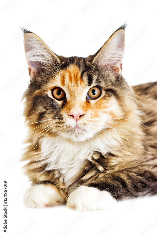 Obraz premium Cat looks, Maine Coon breed
