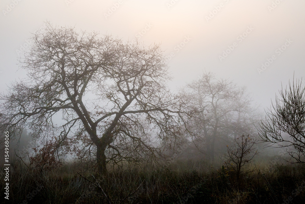 Trees in the midst of fog and mist