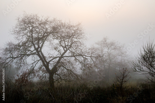 Trees in the midst of fog and mist