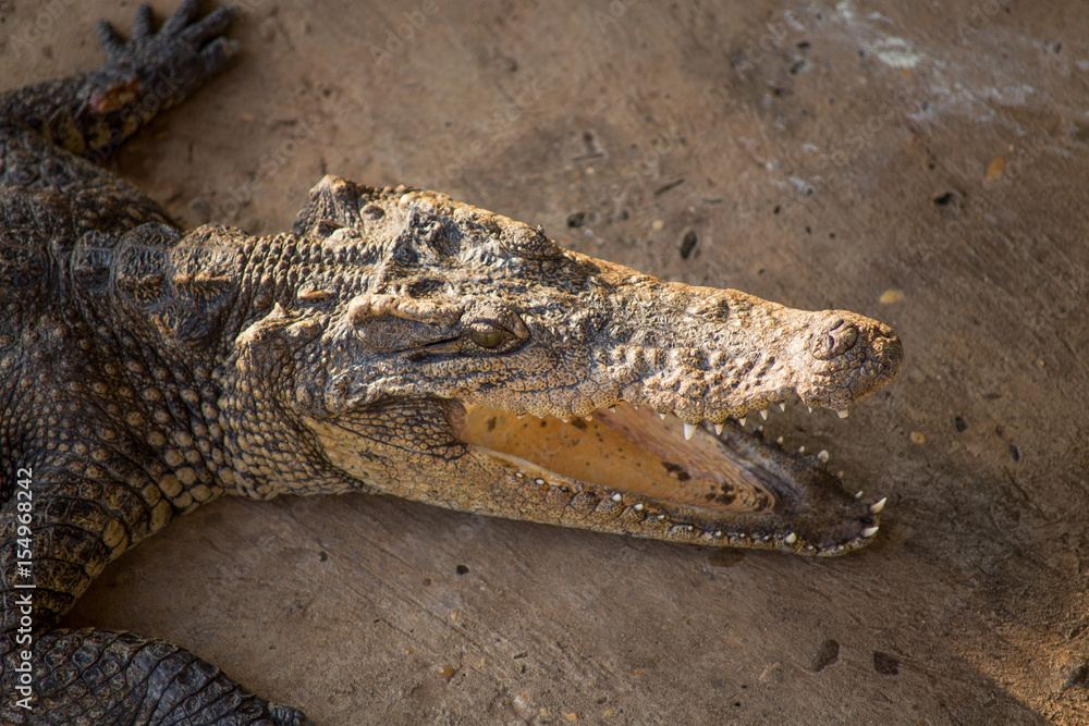 Fototapeta premium Crocodile