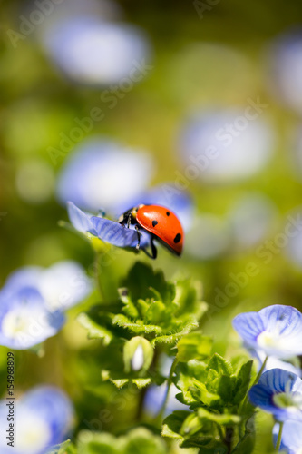 Fototapeta Naklejka Na Ścianę i Meble -  Ladybug on small blue flowers in nature