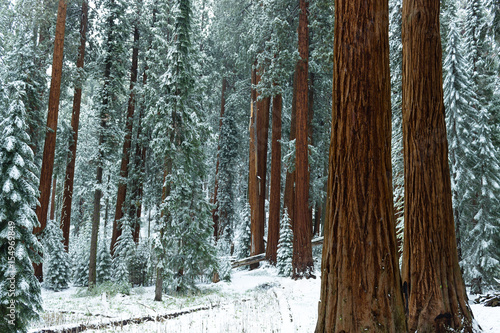 Redwood forest in winter photo