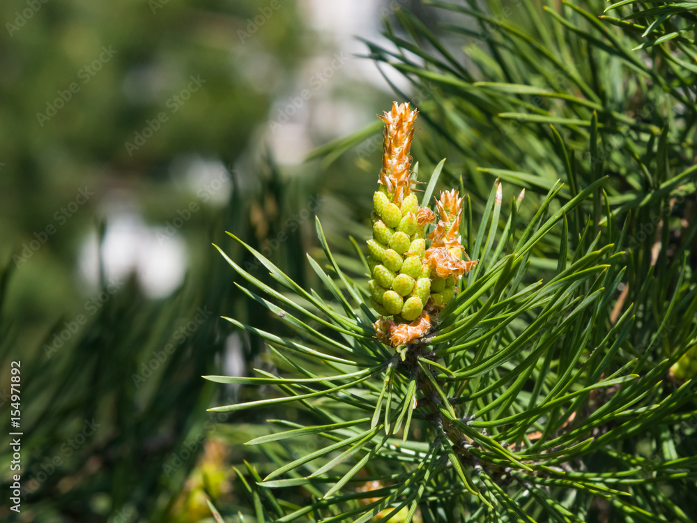 Young pine pinus pollen strobili and shoots macro, selective focus, shallow DOF Young pine pinus pollen strobili and shoots macro, selective focus, shallow DOF