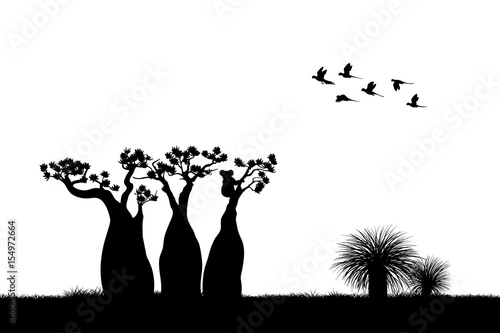 Australian landscape. Black silhouette of koala and parrots on white background. The nature of Australia