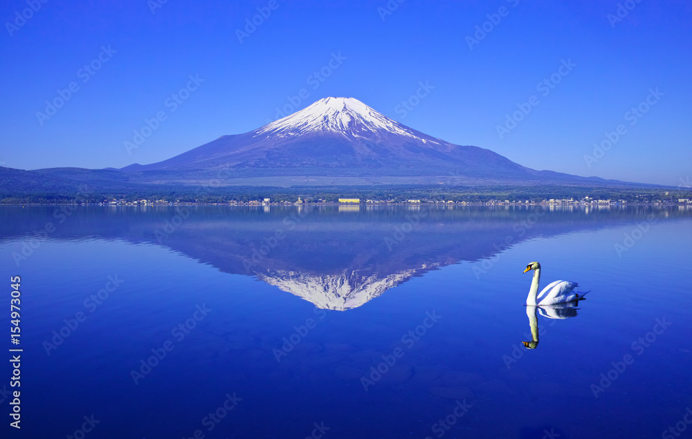 Obraz premium 逆さ富士と白鳥
