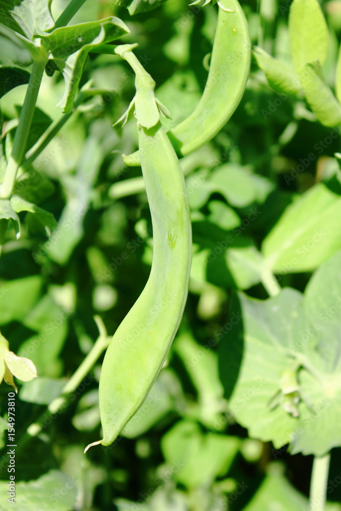 green bean plant growing in garden green bean plant growing in garden