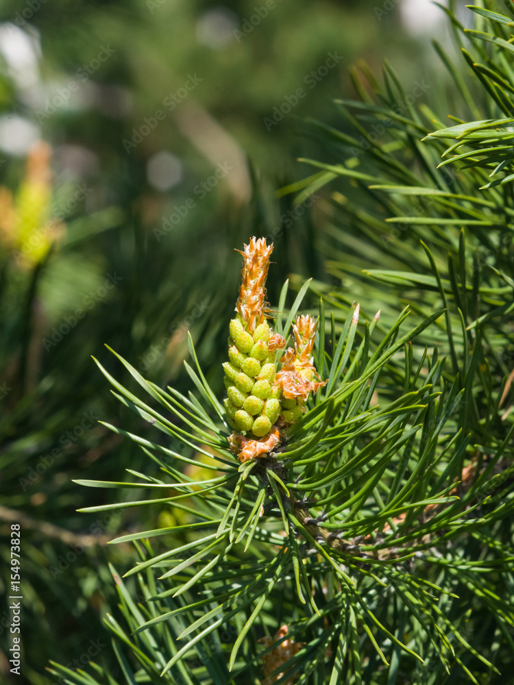 Young pine pinus pollen strobili and shoots macro, selective focus, shallow DOF Young pine pinus pollen strobili and shoots macro, selective focus, shallow DOF