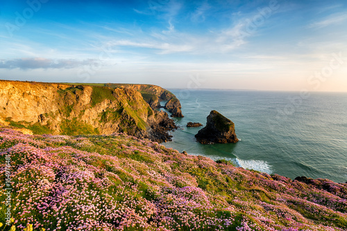 Thrift at Bedruthan in Cornwall