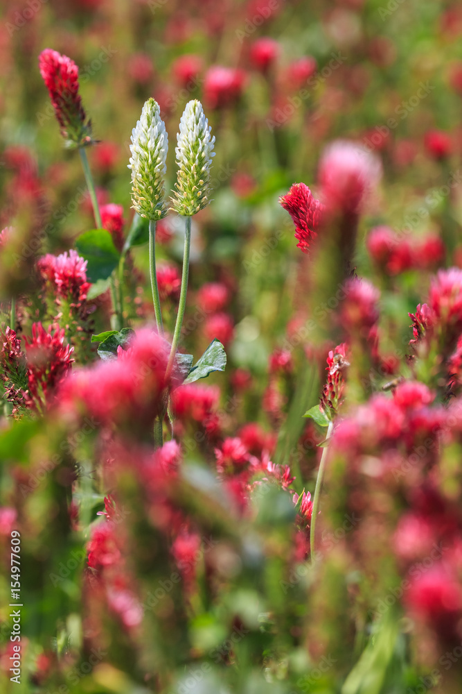White clover blossoms stand out among the field of red blossoms. White clover blossoms stand out among the field of red blossoms.