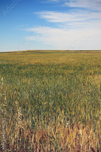 Countryside in spring