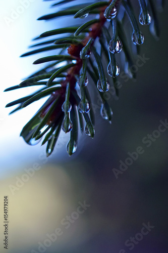 Spruce after rain. Close up of raindrops on needles.