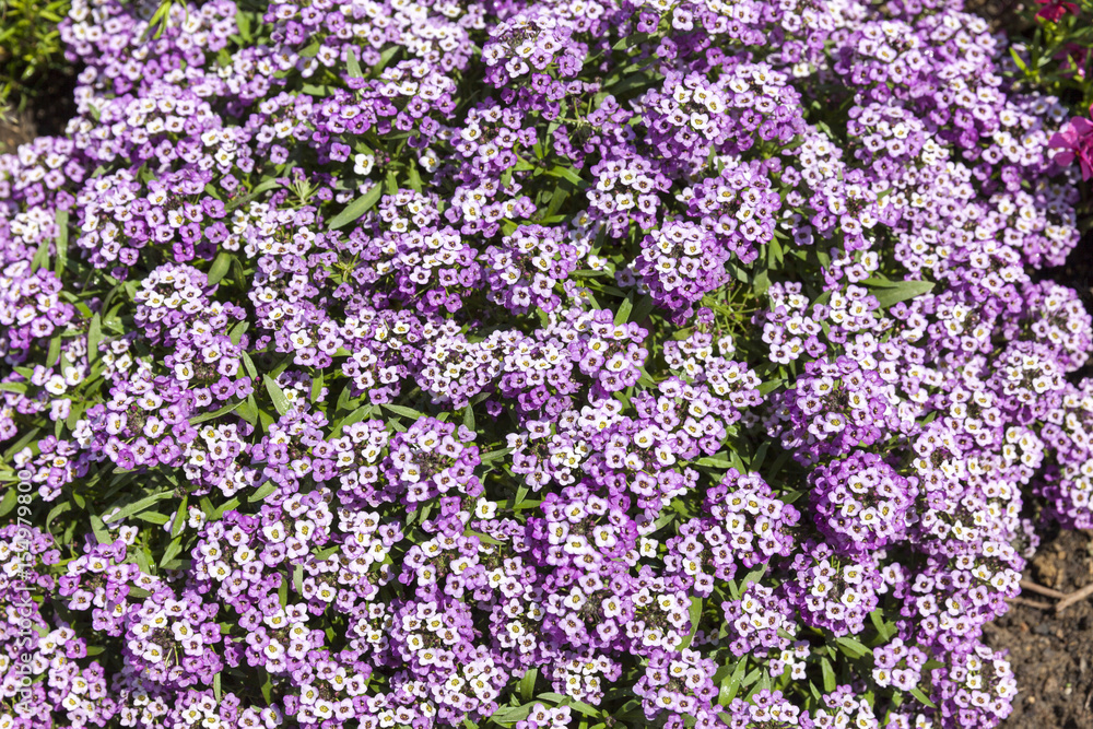 Naklejka premium small flowers background