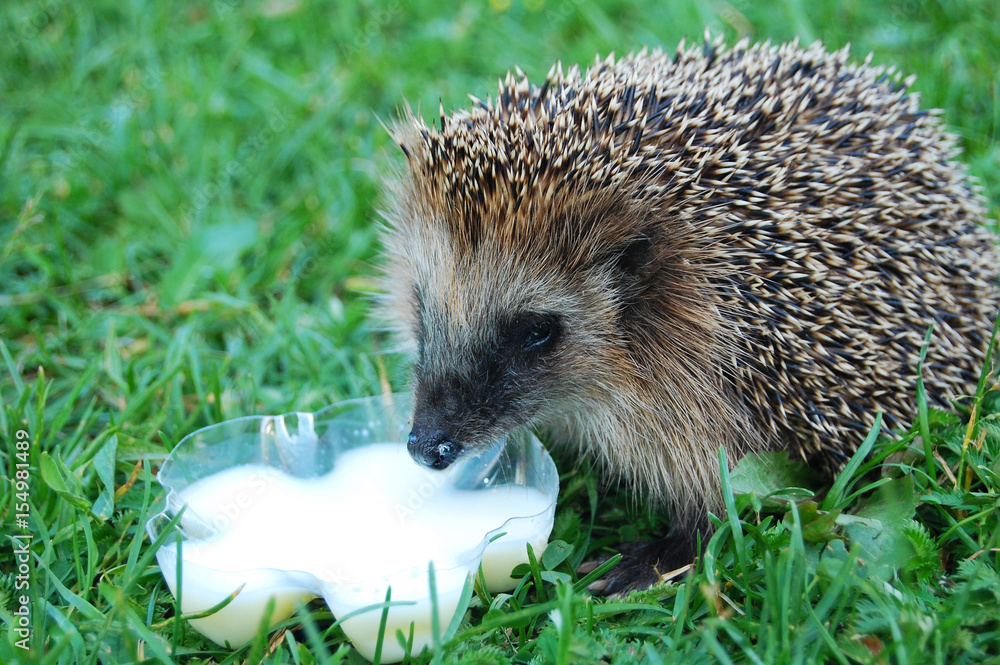 Fototapeta premium Hedgehog on the grass