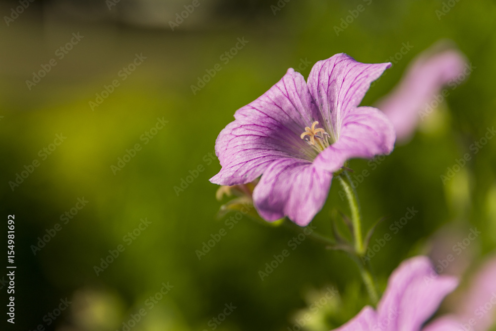 Fleurs en Chartreuse - Grésivaudan - Isère. Fleurs en Chartreuse - Grésivaudan - Isère.