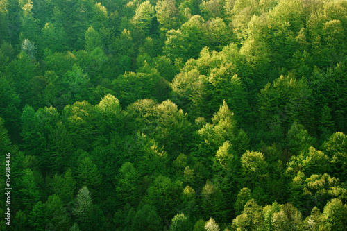 Hills with green deciduous trees in Carpathians
