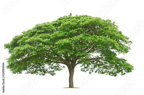 big tree and green leaf isolate on white background