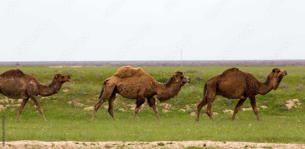 Naklejka premium Camel in the pasture in the spring