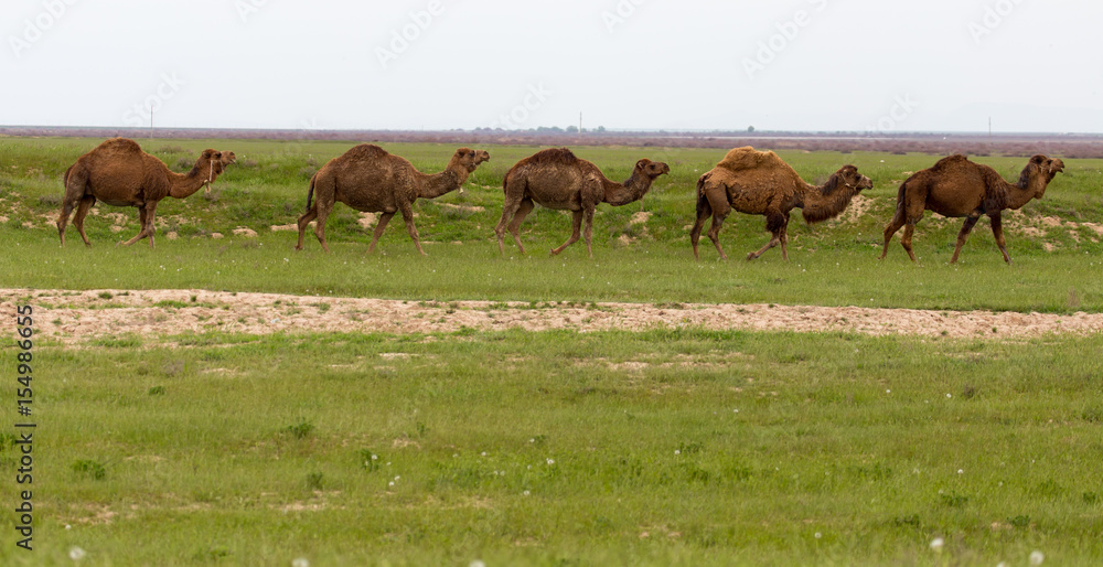 Fototapeta premium Camel in the pasture in the spring