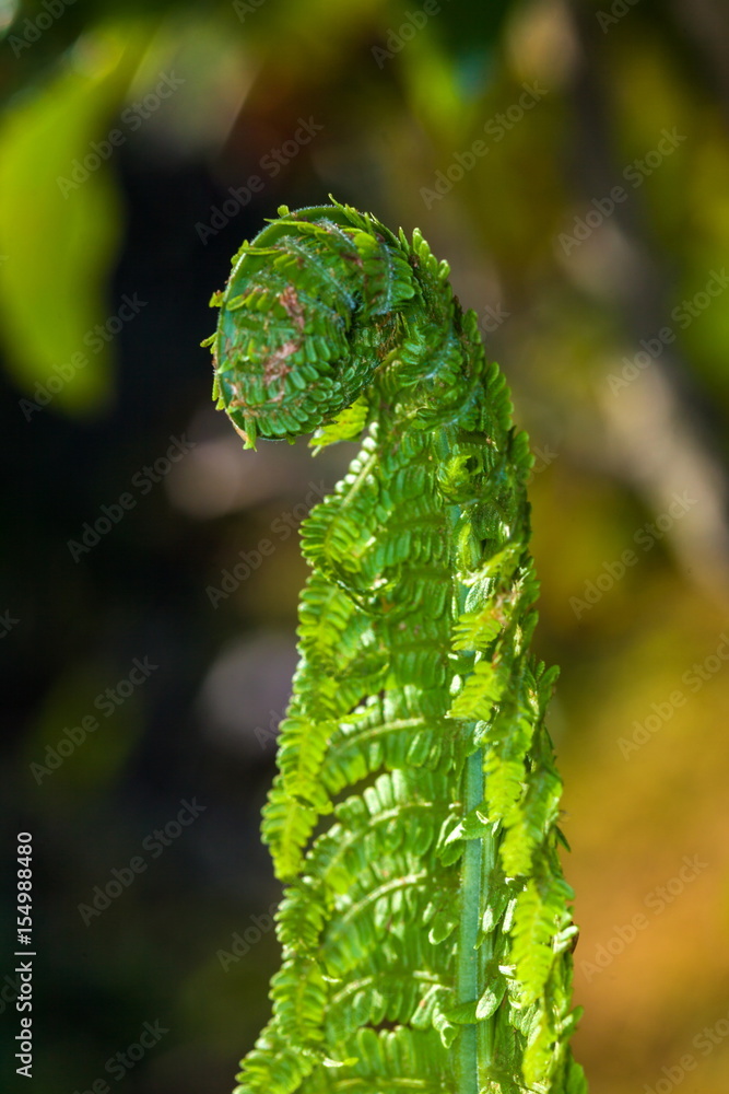 Fototapeta premium aliens