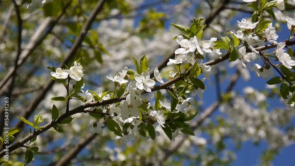 Blossom tree sky cherry branch blue sky background. Blossom tree sky cherry branch blue sky background.
