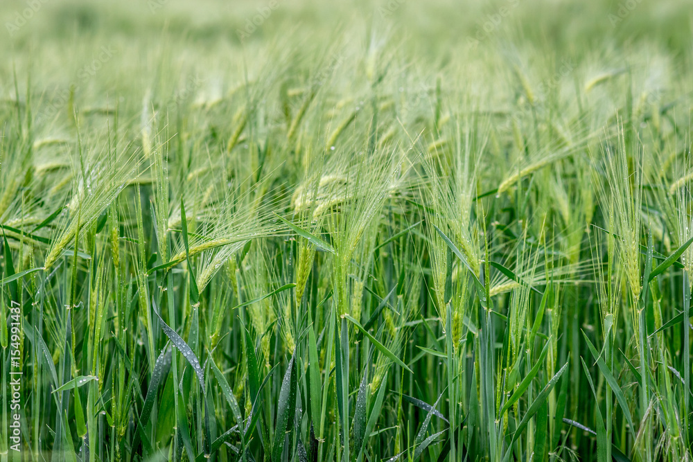 Young barley in the field in the rain Young barley in the field in the rain