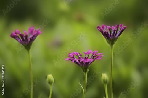 Flower petals curled up at dusk