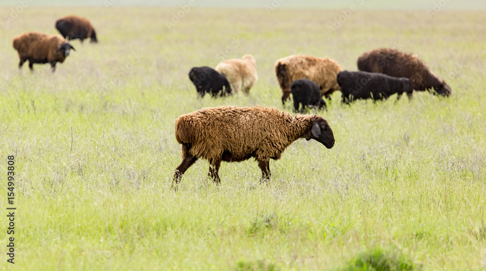 Ram in the pasture in the spring Ram in the pasture in the spring