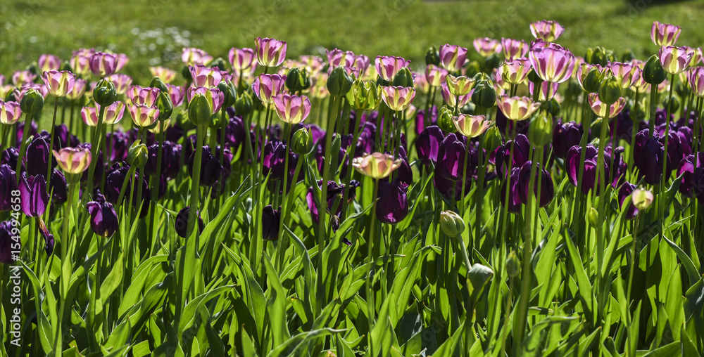 Blooming colorful tulips in a garden, spring time in Poland. Blooming colorful tulips in a garden, spring time in Poland.