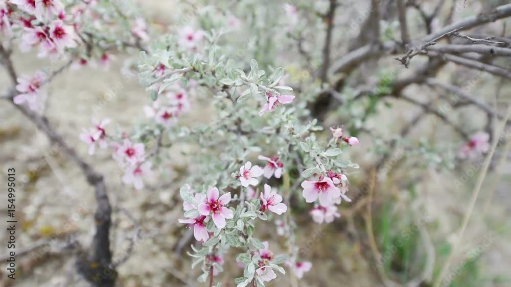 white - pink flowers trees. Beautiful spring flower. white - pink flowers trees. Beautiful spring flower.