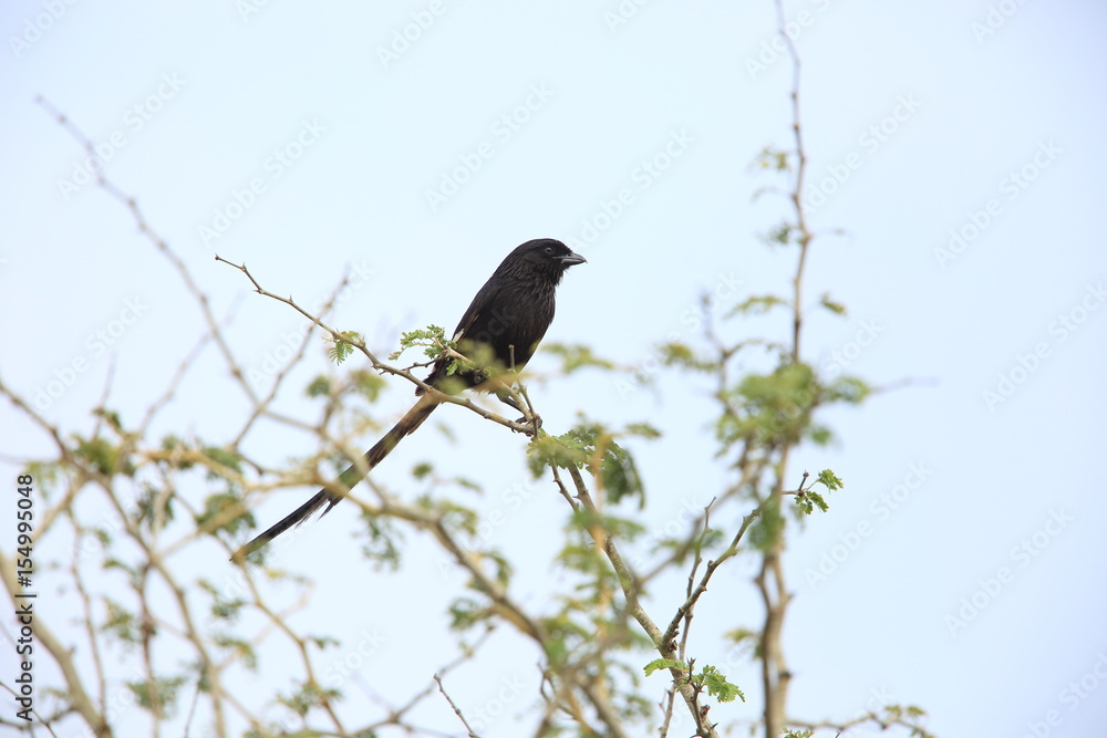 Magpie shrike (Urolestes melanoleucus) in Zambia