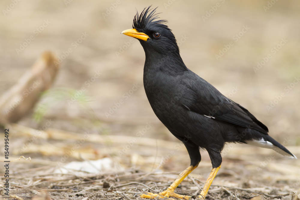Fototapeta premium The Mynas Bird starling on the tree.